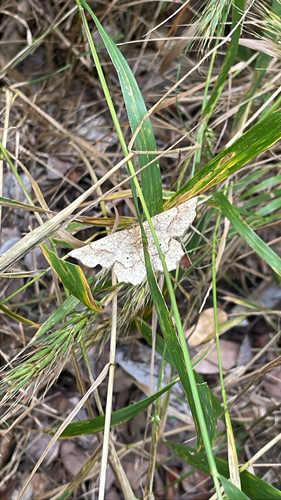 Featured image for “Ochre Euchlaena Moth”