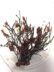 Cladostephus spongiosus