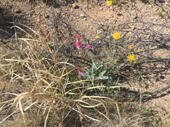 Penstemon parryi