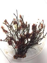 Cladostephus spongiosus