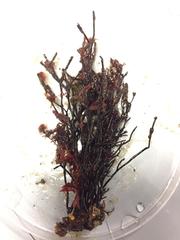 Cladostephus spongiosus