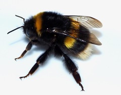 Bombus terrestris