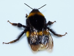 Bombus terrestris