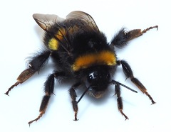 Bombus terrestris