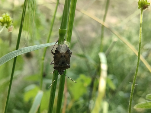 Mottled Stink Bug