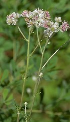 Hymenopappus artemisiifolius