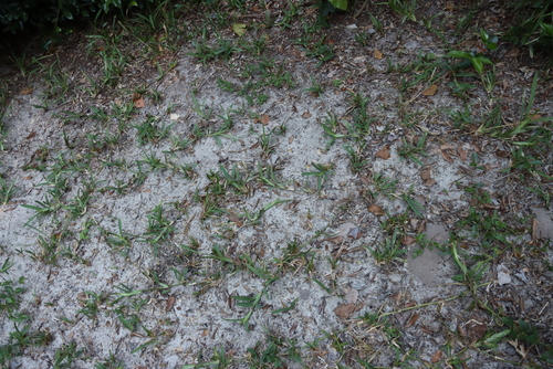 Stenotaphrum dimidiatum, photograph 1