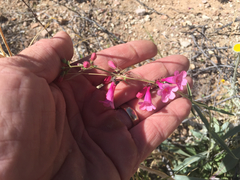 Penstemon parryi