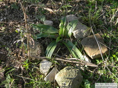 Chloraea membranacea