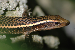 Zonosaurus madagascariensis