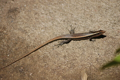 Zonosaurus madagascariensis