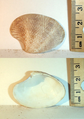 Protapes gallus