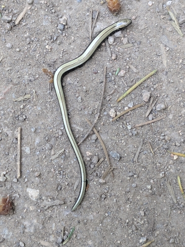 Common Slowworm