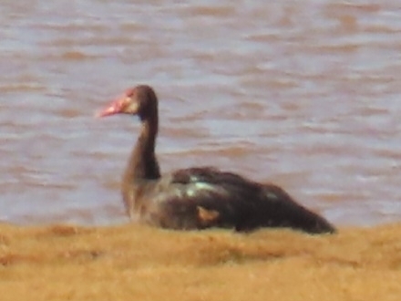 iNaturalist: (c) christine_scott, some rights reserved (CC BY-NC), uploaded by christine_scott iNaturalist image