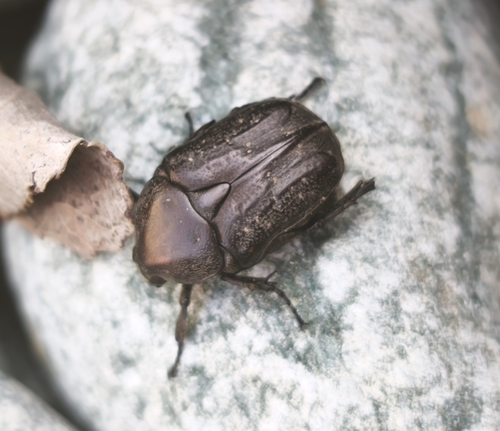 Speckled Rose Chafer