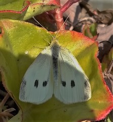 Pieris rapae
