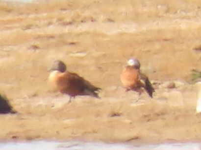 iNaturalist: (c) christine_scott, some rights reserved (CC BY-NC), uploaded by christine_scott iNaturalist image