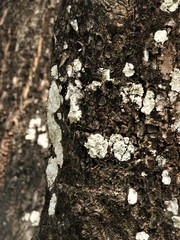 Cyphellaceae