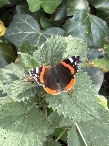 Red Admiral