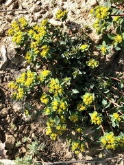 Helioscopia