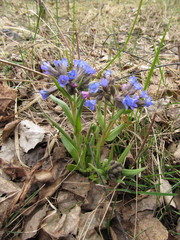 Pulmonaria angustifolia