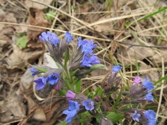 Pulmonaria angustifolia