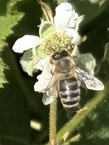 Western Honey Bee