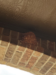 Petrochelidon pyrrhonota