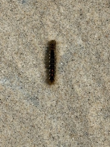 Brown-tail Moth