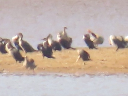 iNaturalist: (c) christine_scott, some rights reserved (CC BY-NC), uploaded by christine_scott iNaturalist image