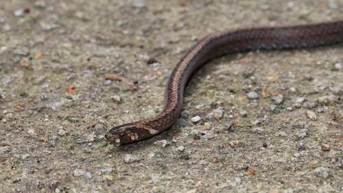 Eberhardt's Kukri Snake