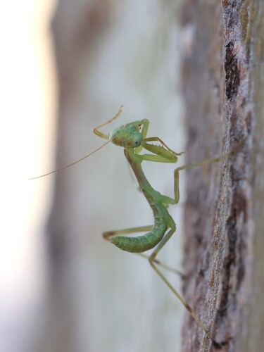 Transcaucasian Giant Mantis