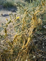 Cuscuta subinclusa