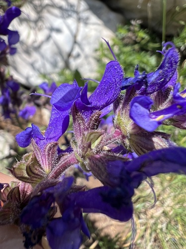 Salvia pratensis