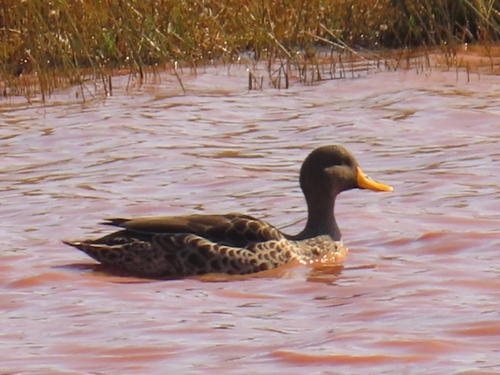 iNaturalist: (c) christine_scott, some rights reserved (CC BY-NC), uploaded by christine_scott iNaturalist image