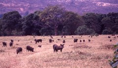 Phacochoerus africanus