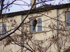 Streptopelia senegalensis