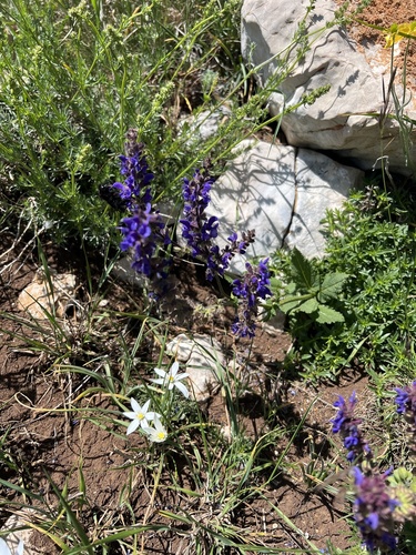 Salvia pratensis