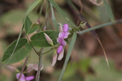 Galactia