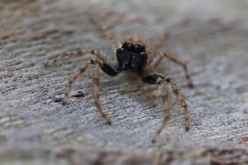 Half-edged Wall Jumping Spider