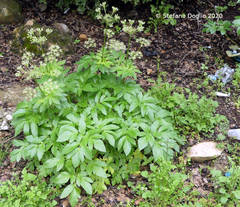 Lecokia cretica