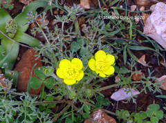 Ranunculus millefolius