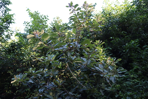 Ozoroa obovata, photograph 5