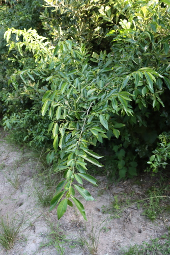 Sclerocroton integerrimus, photograph 1