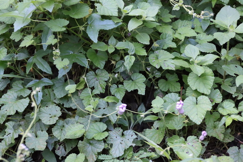 Ipomoea ficifolia