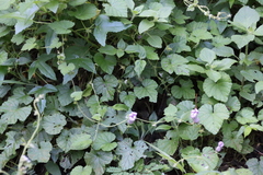 Ipomoea ficifolia
