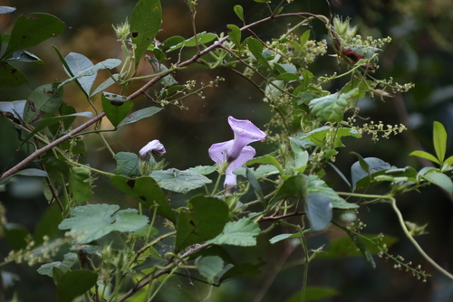 Ipomoea ficifolia, photograph 1