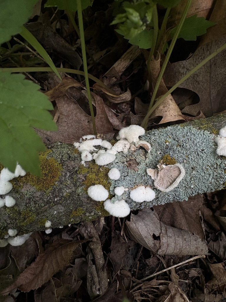 splitgill mushroom · May 2026 · photo: Photo: (c) Mike Dechter, some rights reserved (CC BY) · iNaturalist