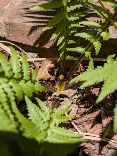 ostrich fern