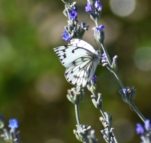 Eastern Pointed Caper White
